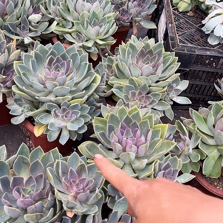 琼斯13.99多肉植物