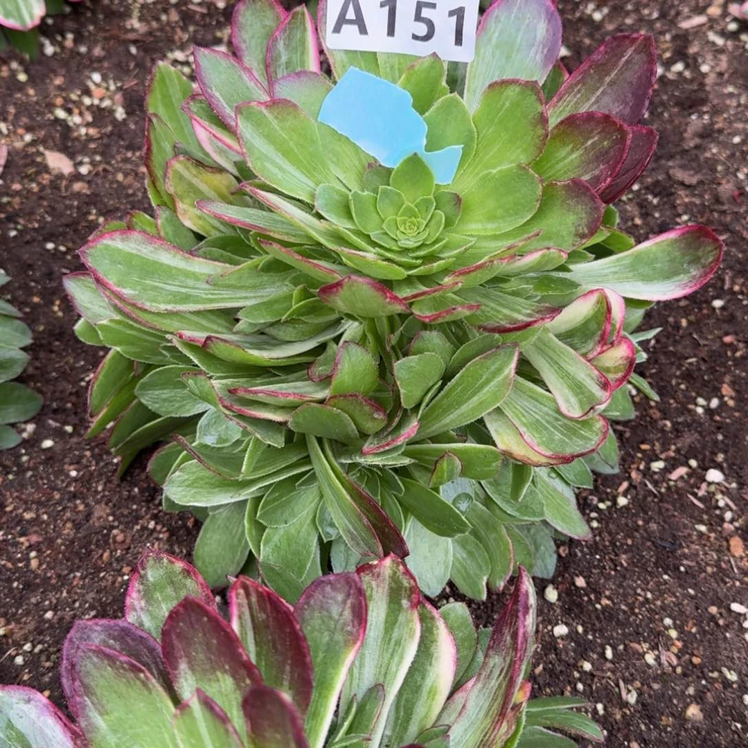流*151万花筒多肉植物