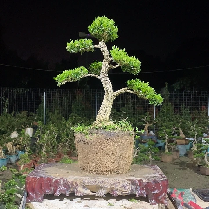 完全开放S***3黄杨盆景