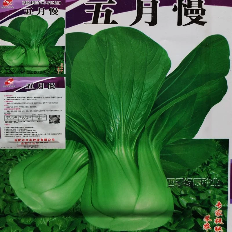 五月慢青菜种籽农家庭院阳台盆栽蔬菜种孑秋播耐寒迟抽苔青菜种子