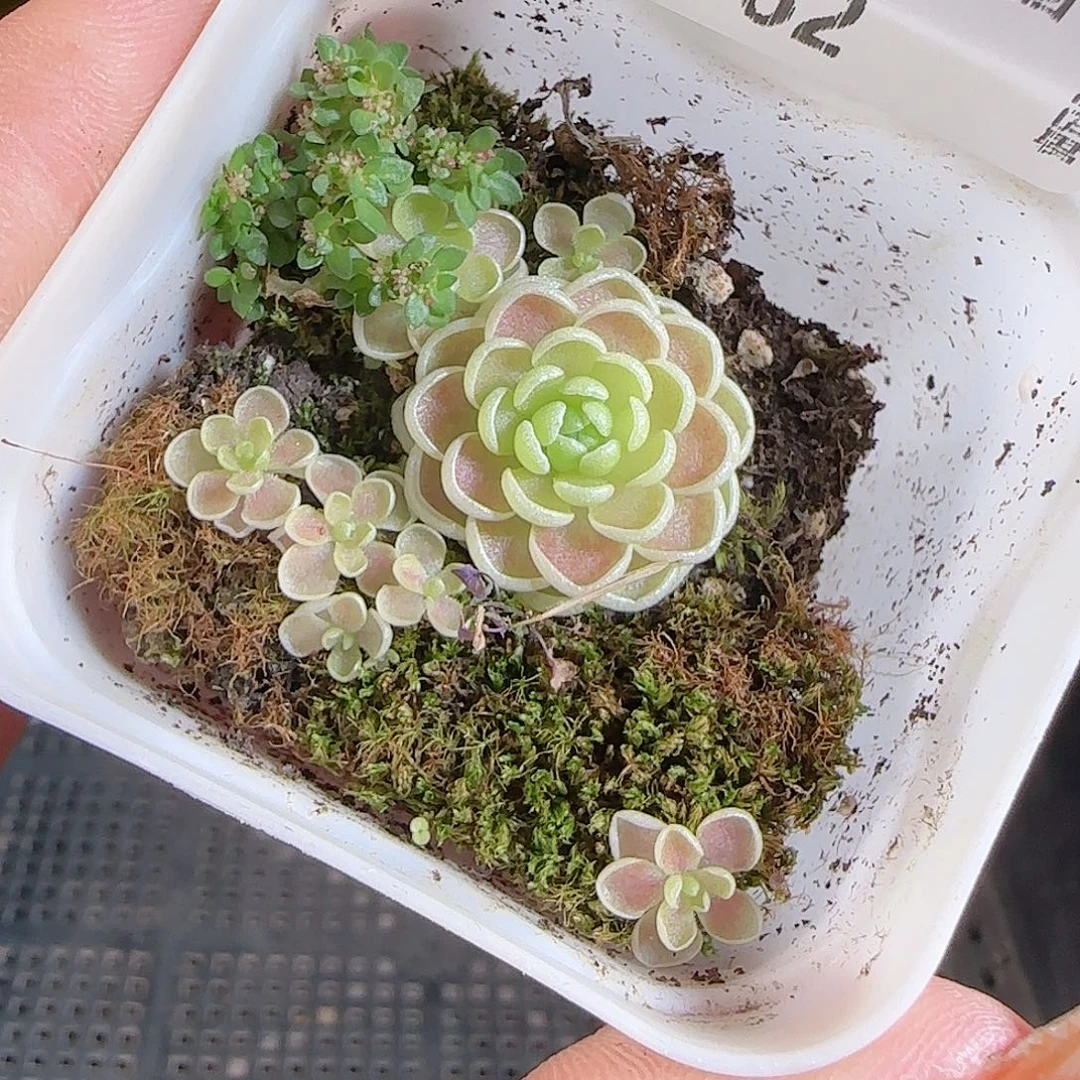 1107---62一物一拍