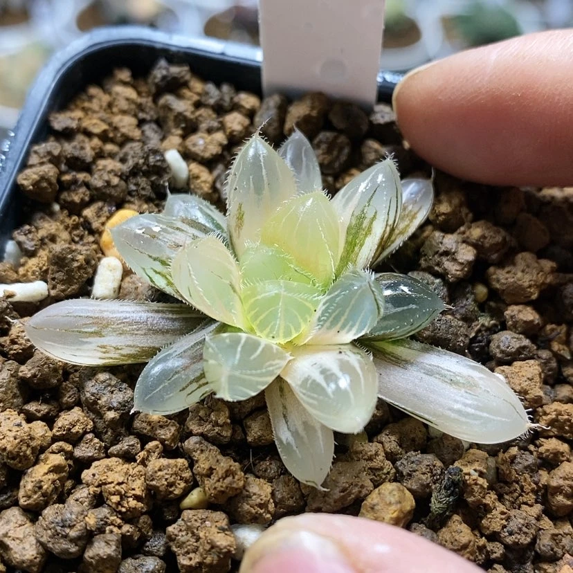 【闪购商品】352巨大赤线