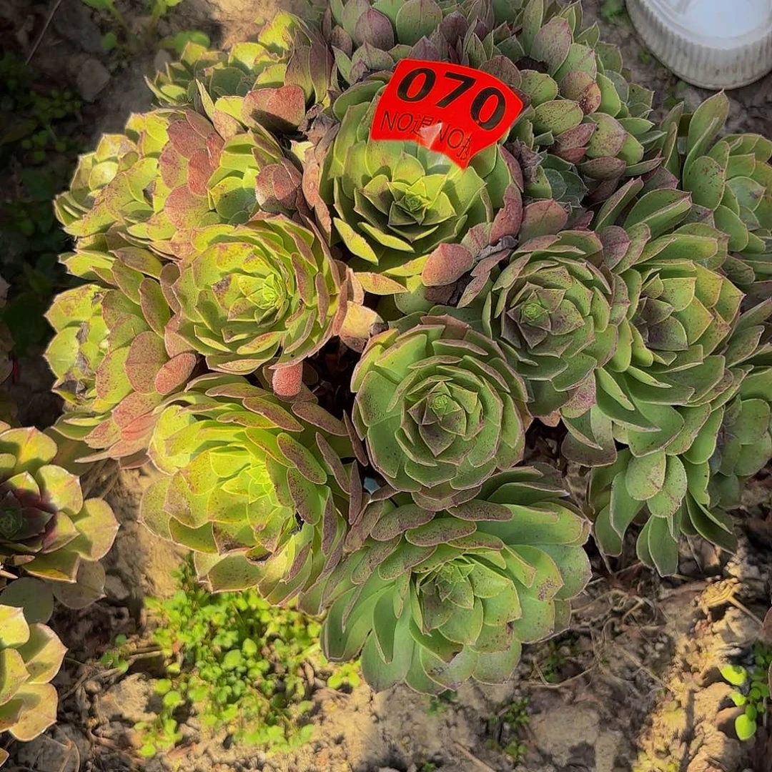 万圣节法师44.21.070