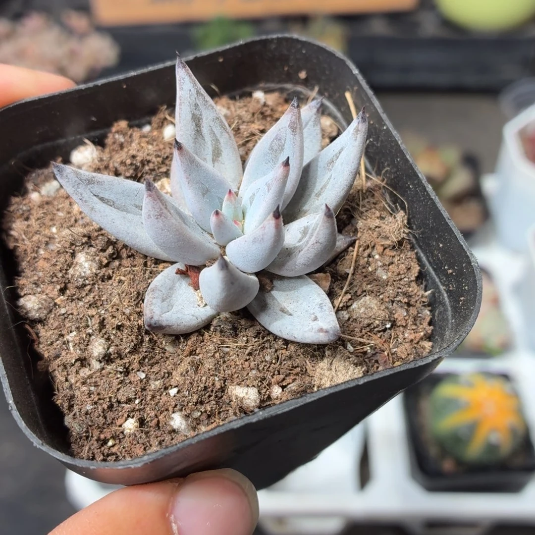 魔爪多肉9.9包邮发货