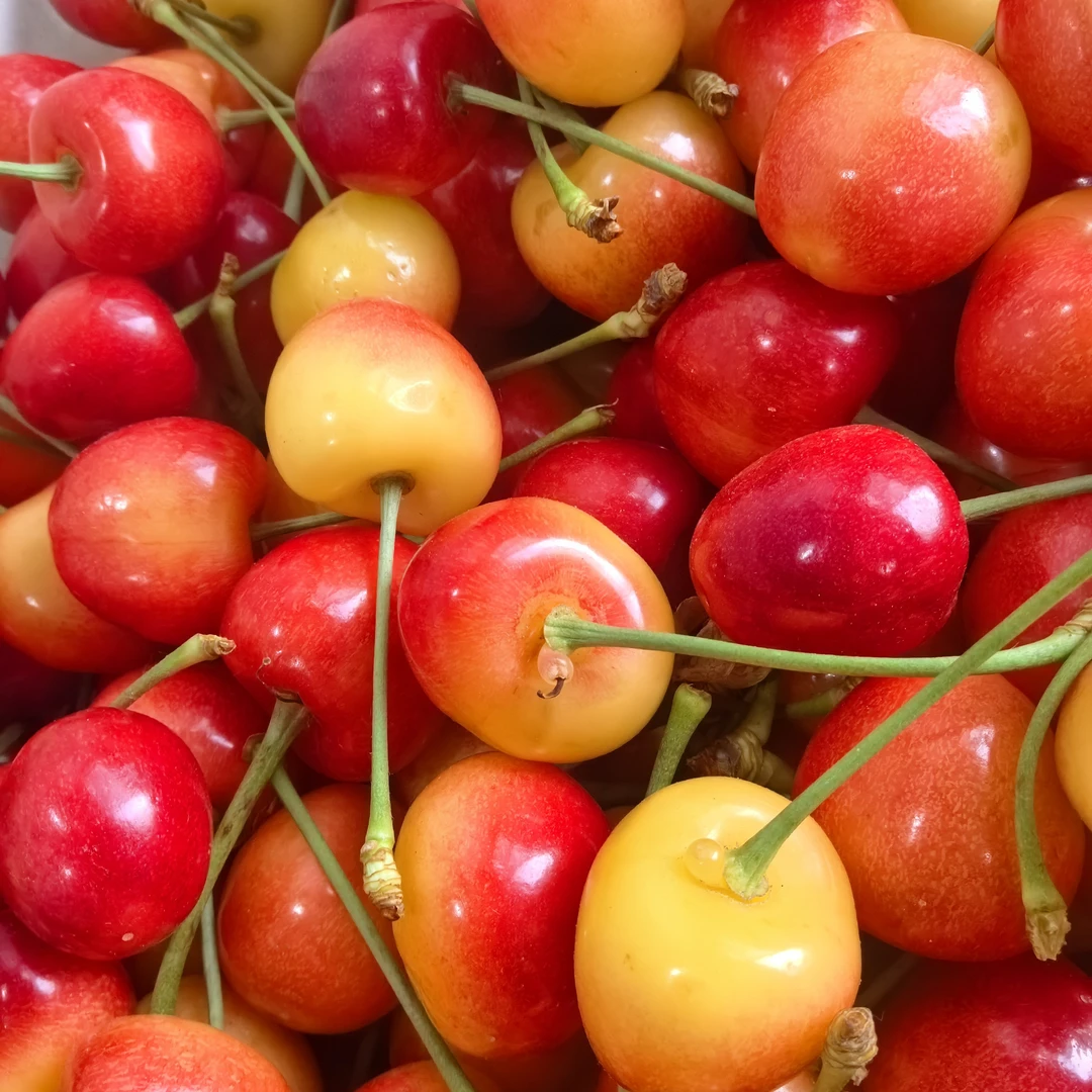 【红绣球纯甜小糖豆】大连黄樱桃3-5斤顺丰空运包邮易