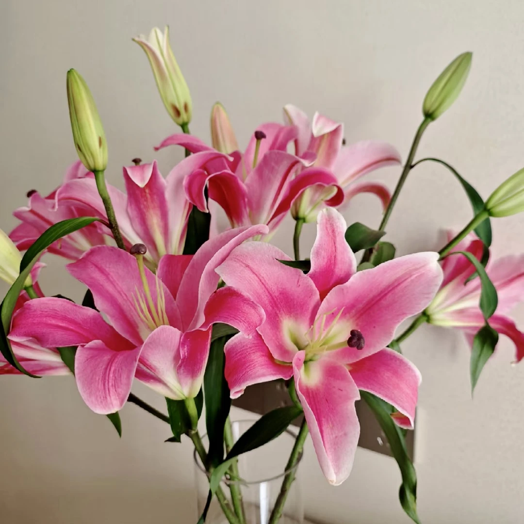 普拉分多单瓣香水百合鲜花 (5度以下需拍保温棉 不拍冻坏不售后)