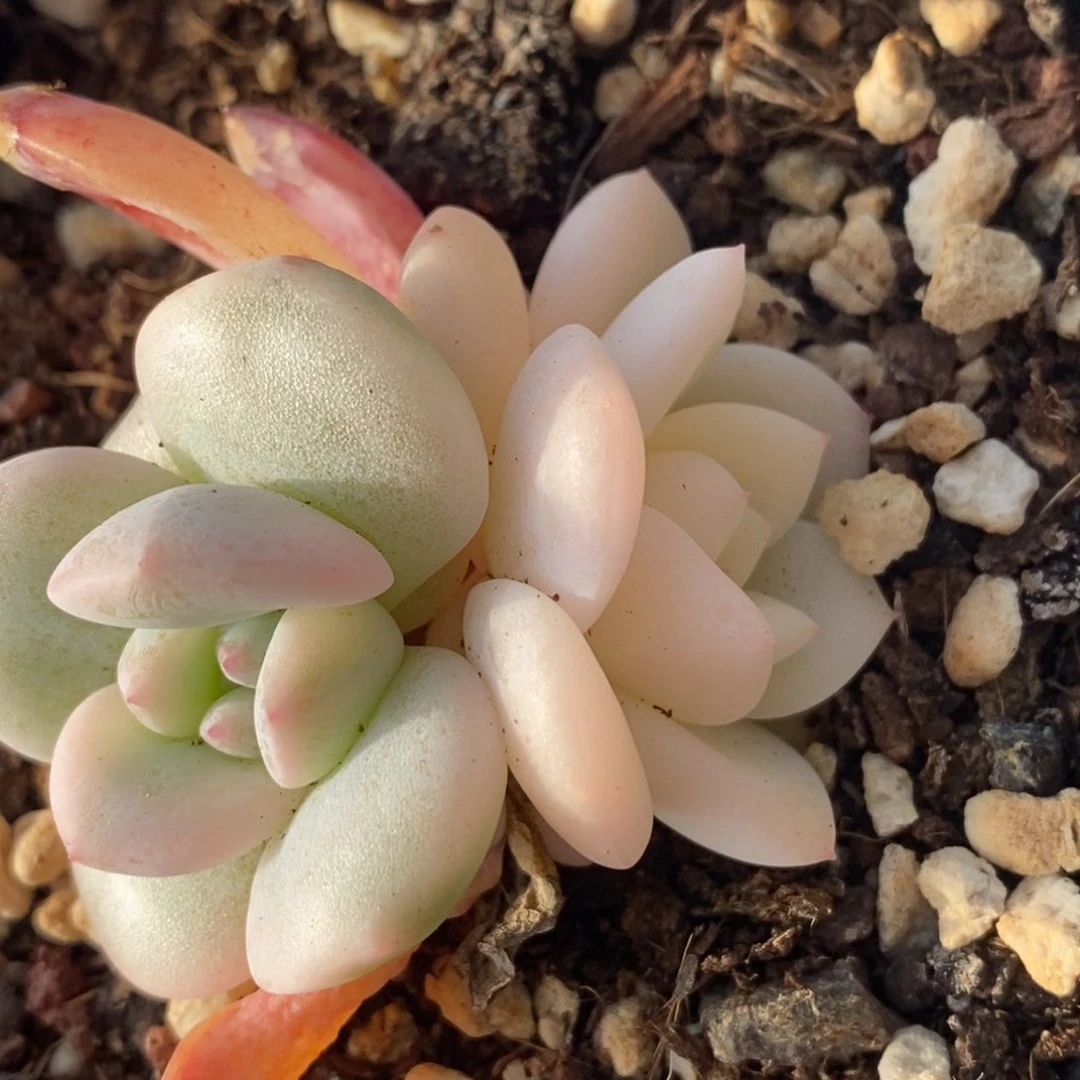 927梦露锦底座双头