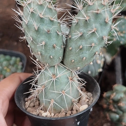 214仙人球自根习志野