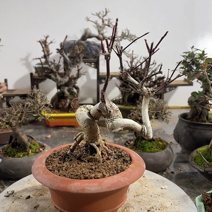 盆景一**荣真弓1111111