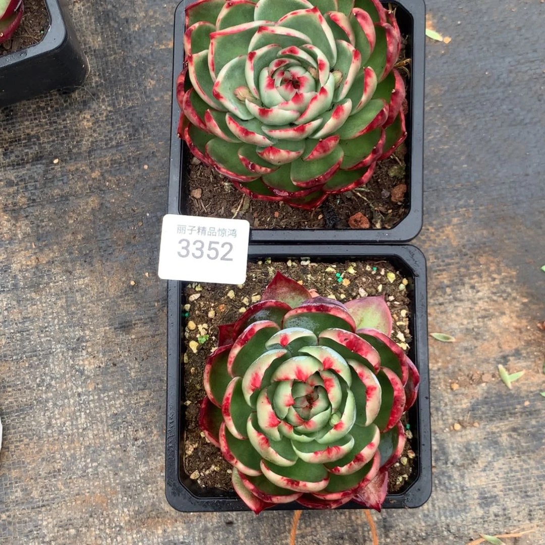 3352一物一拍2颗9厘米