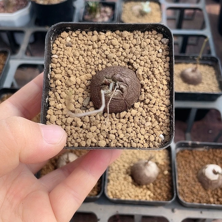 008龟甲龙块根植物