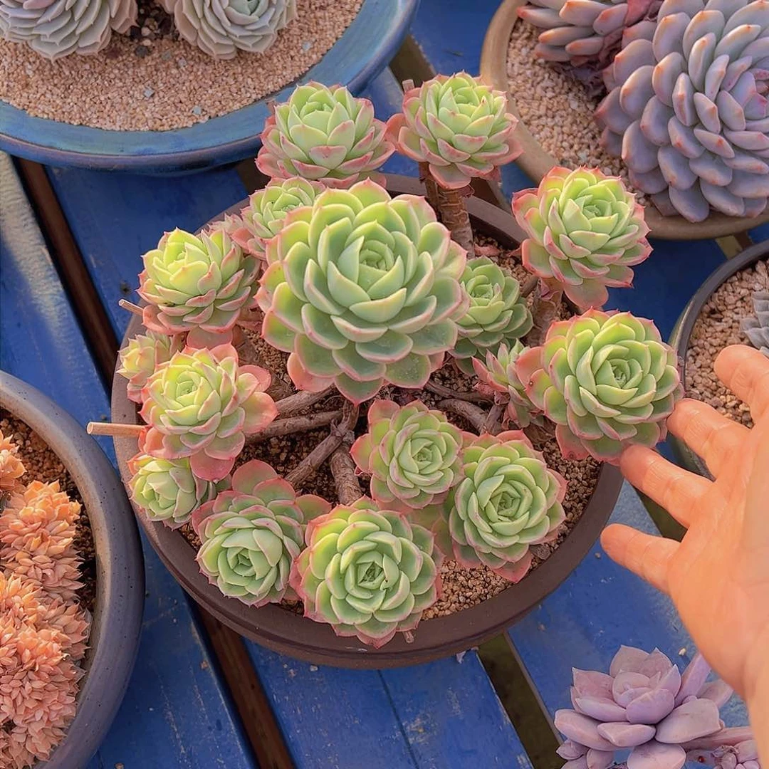 拒**虑哈密瓜➕盆，多肉植物，