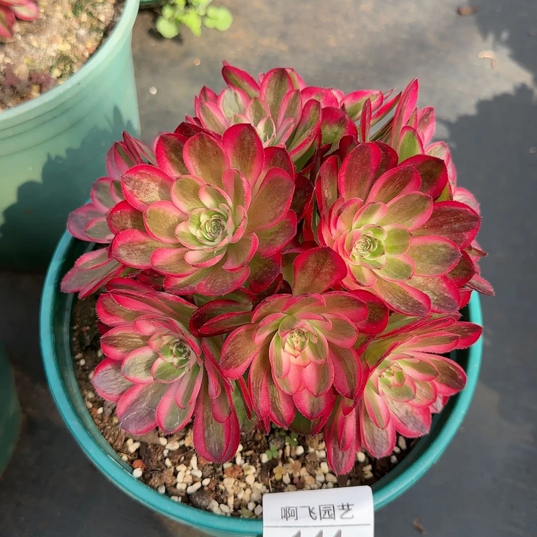 妮*姐144多肉 荔枝法师寄养