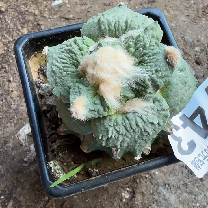 无花朵743白肌梦幻怒东三