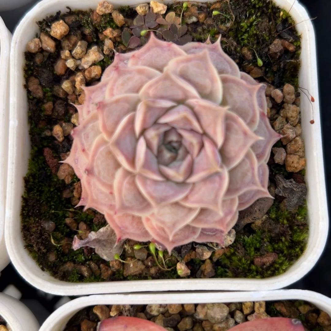 瘤财精控多肉一物一拍