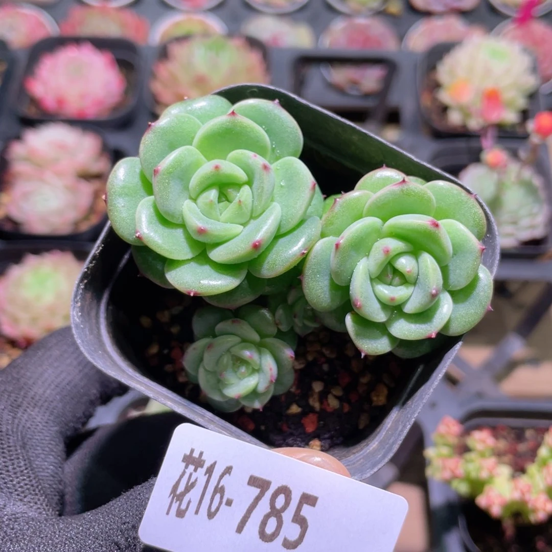 花利美16-785新品