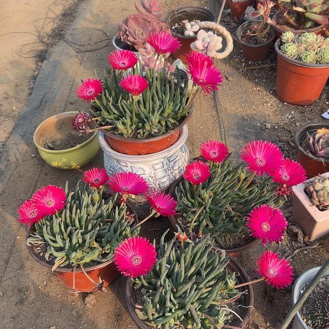 多肉植物红花奔龙
