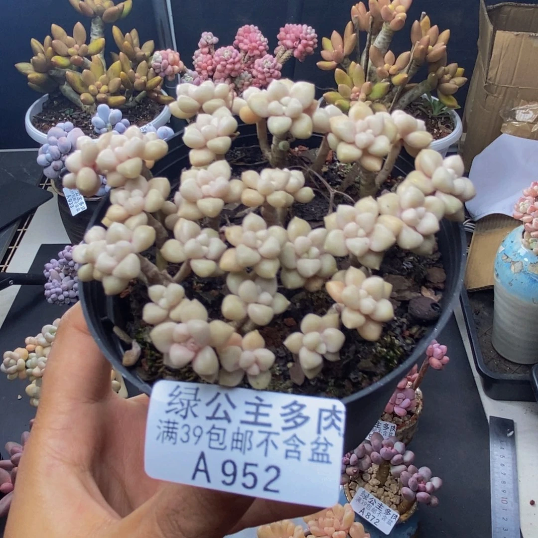 952艾伦多肉散拼