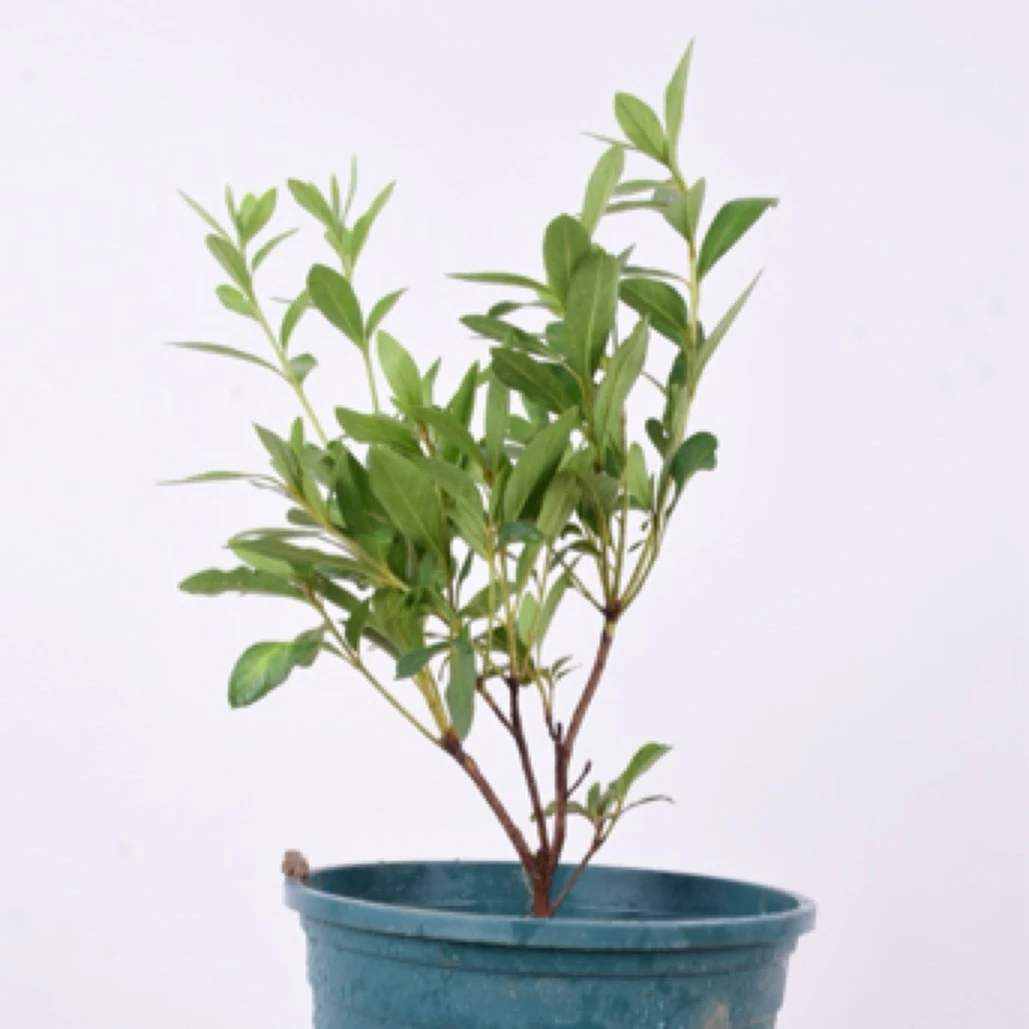 映山红杜鹃花三年苗适合盆栽地栽