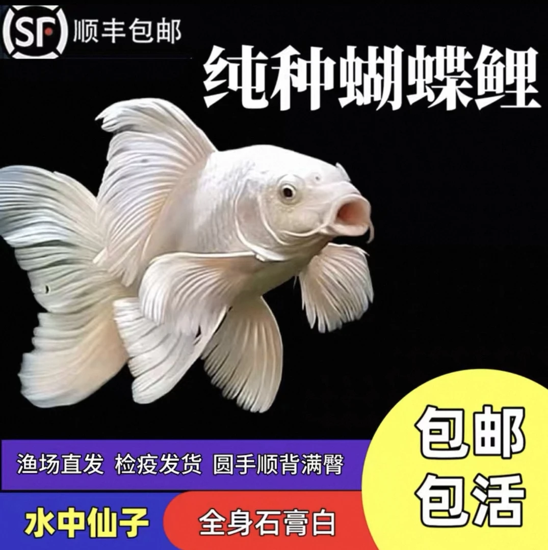 M主播改价链接纯种蝴蝶鲤普身短球体大尺寸大鳍长尾