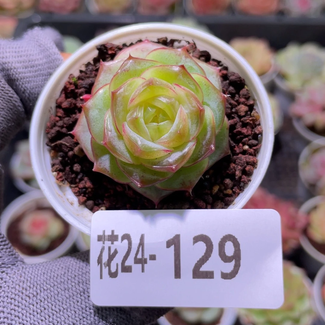 花利美24-129新品珍妮