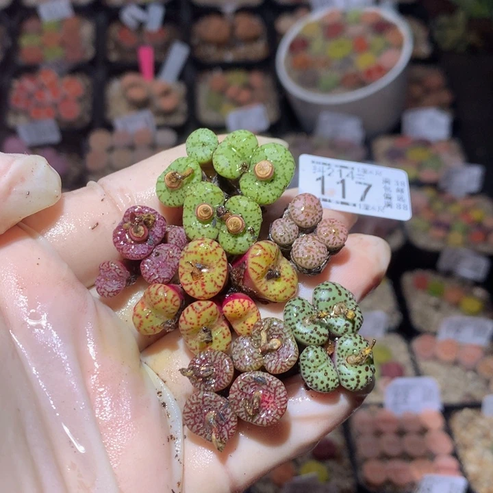 火***吧精品生石花214.117