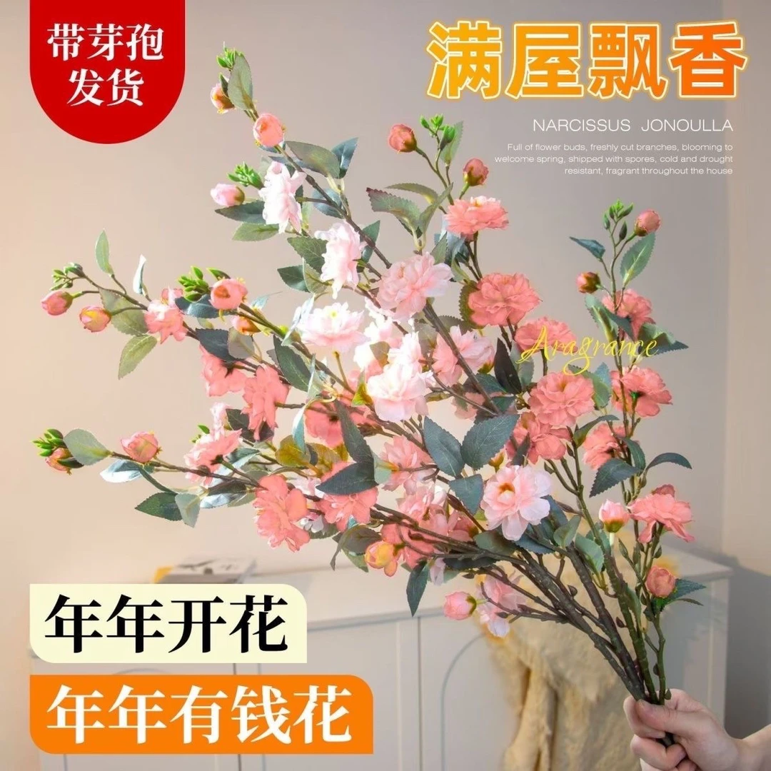 【遇水开花】新年装饰梅花桃花枝遇水开花冬季室内水培干枝年宵花卉