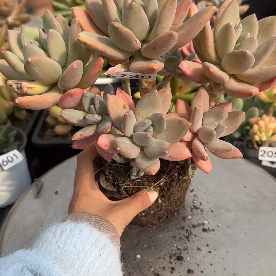 730号一物一拍一物一拍