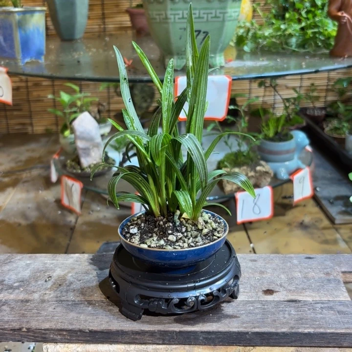 ****完全开放退款拉黑 一物一拍142