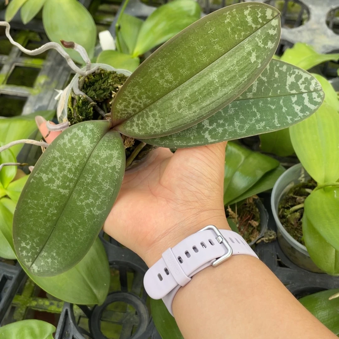 当前无花栽培后可以开花