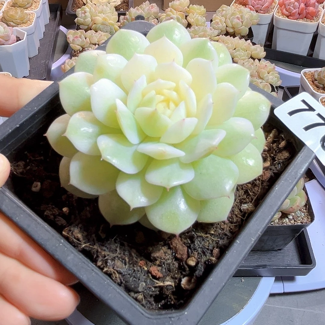 ***776 静夜锦 满18包邮