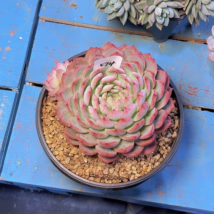 E*574/////////////////