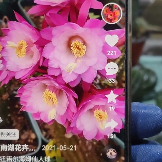 仙人球金妞诺尔海姆侧芽10公分以上