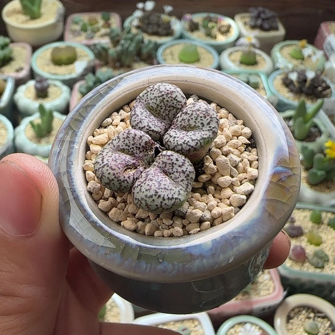 4537-一物一拍 带盆