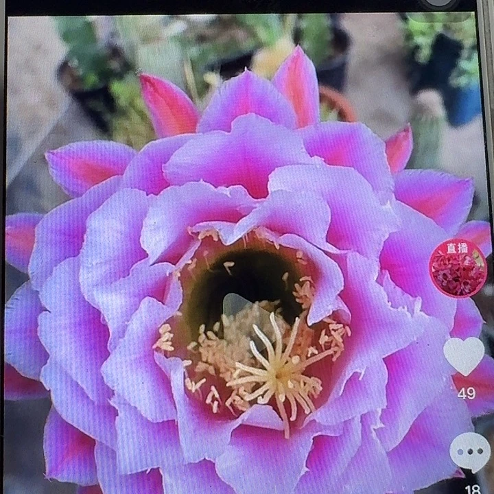 仙女侧芽5公分左右毛花柱