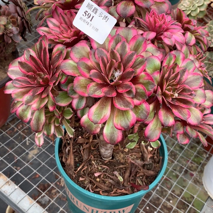 591紫铜多肉植物特价