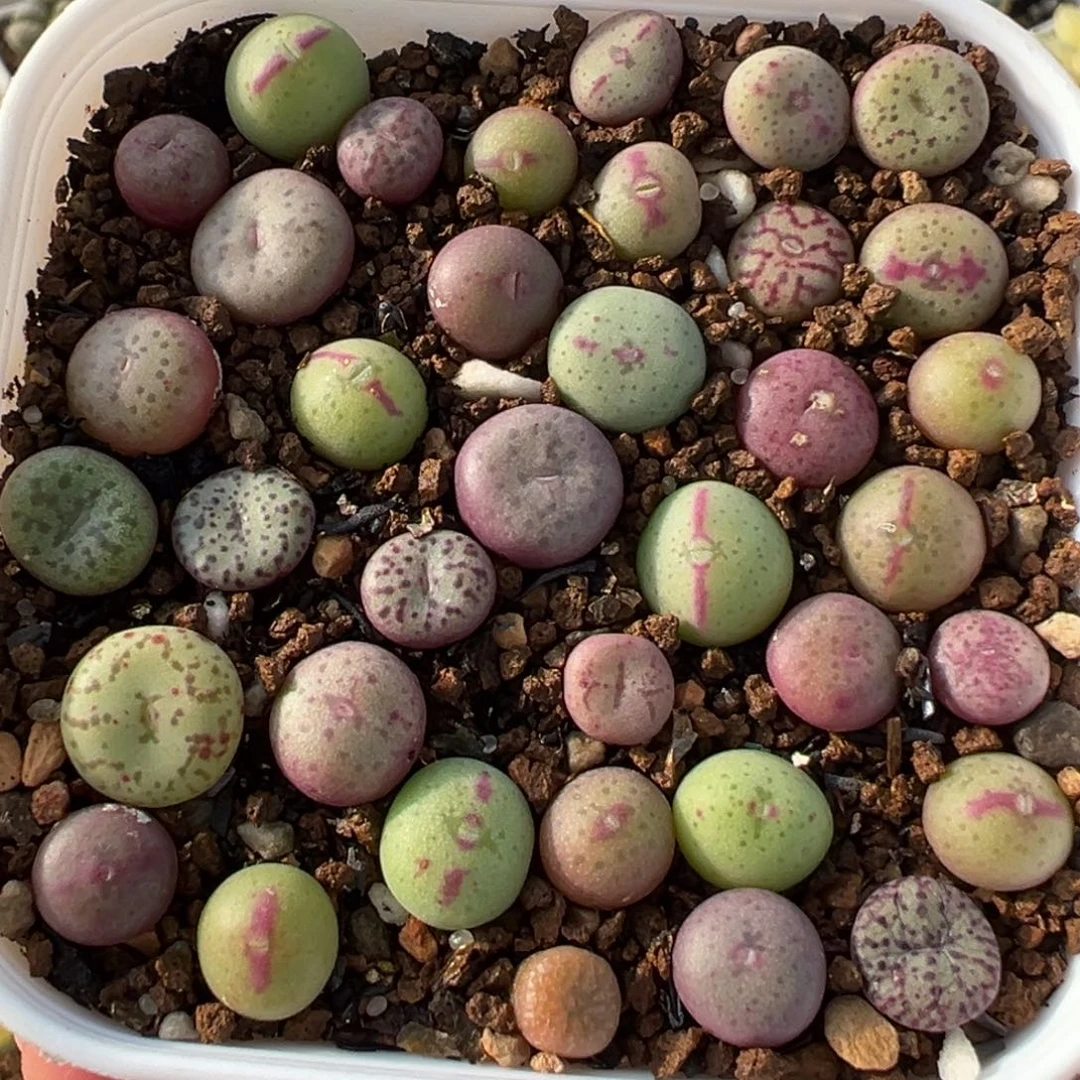 高品质肉锥组合多肉百科