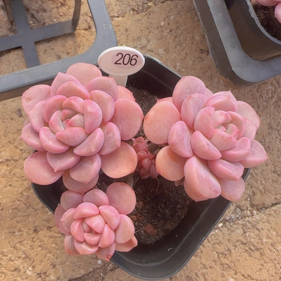 开播福利一颗精控老装