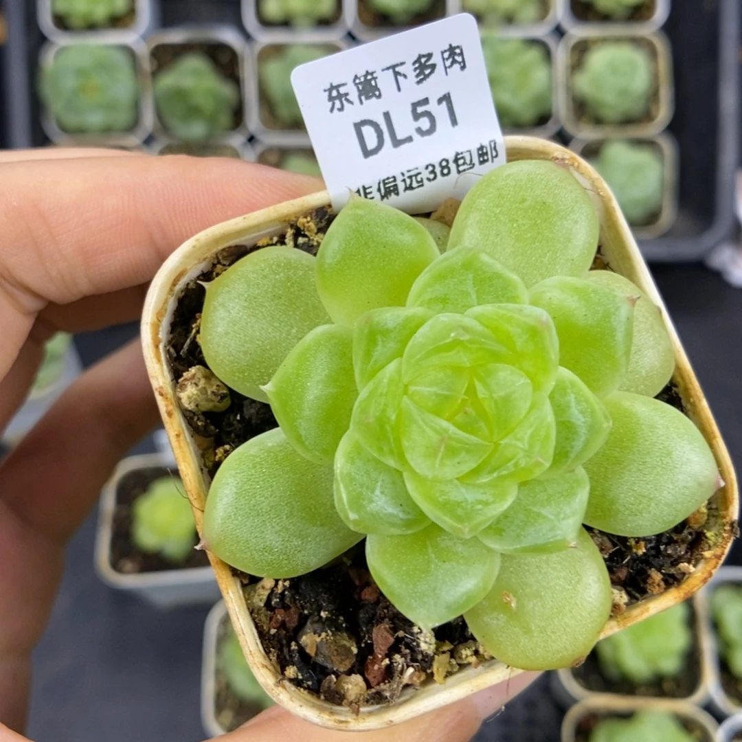 东篱下多肉植物51