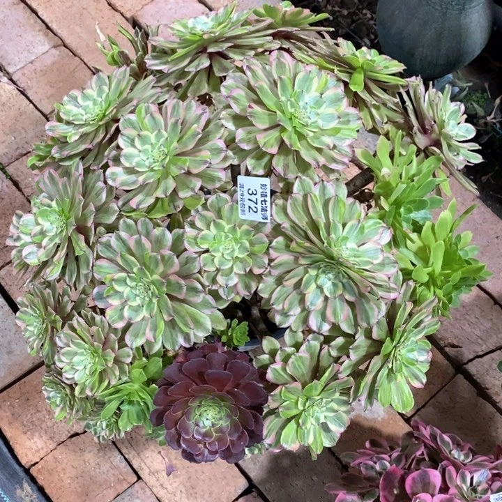 用****了多肉372。