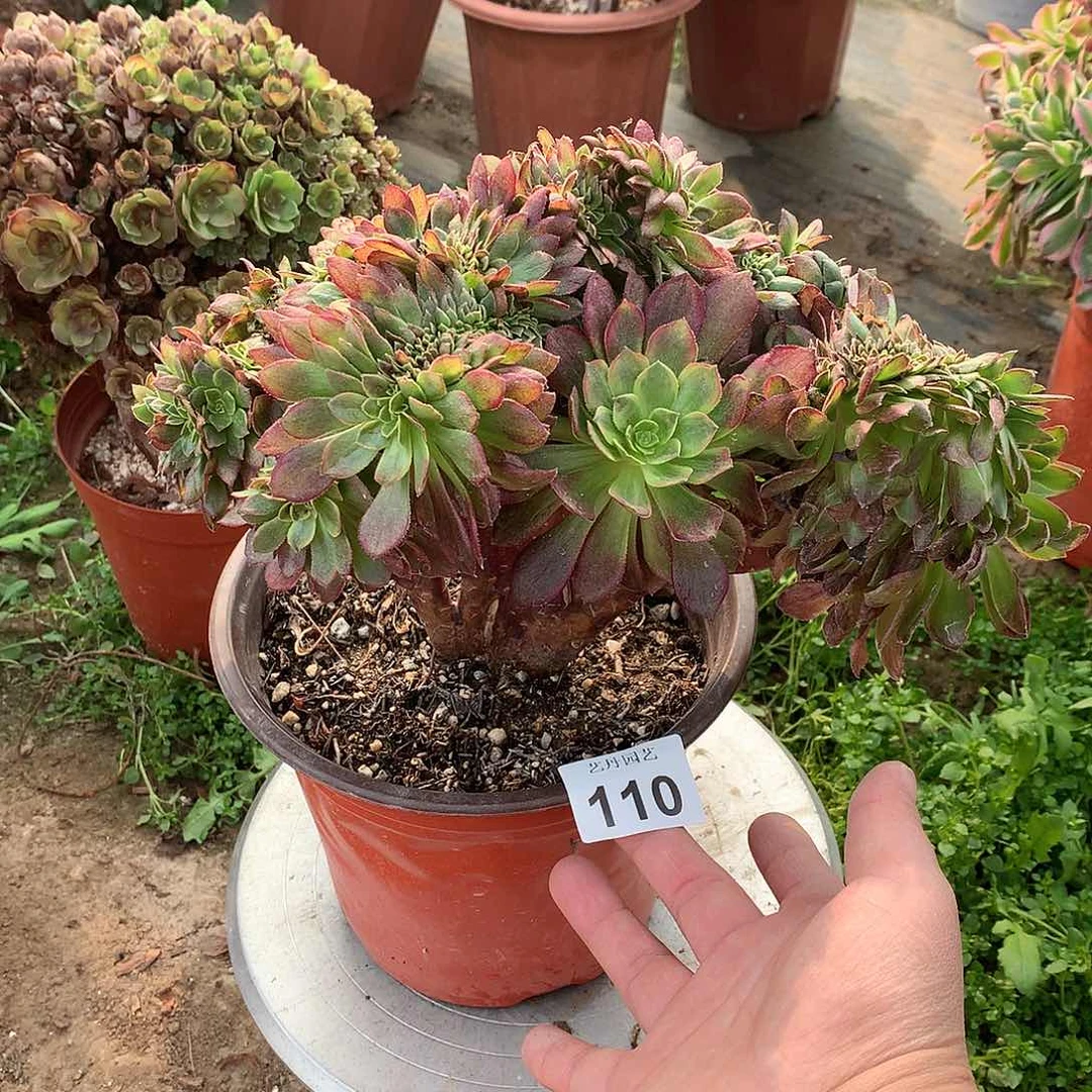 红陶110万黄缀化的