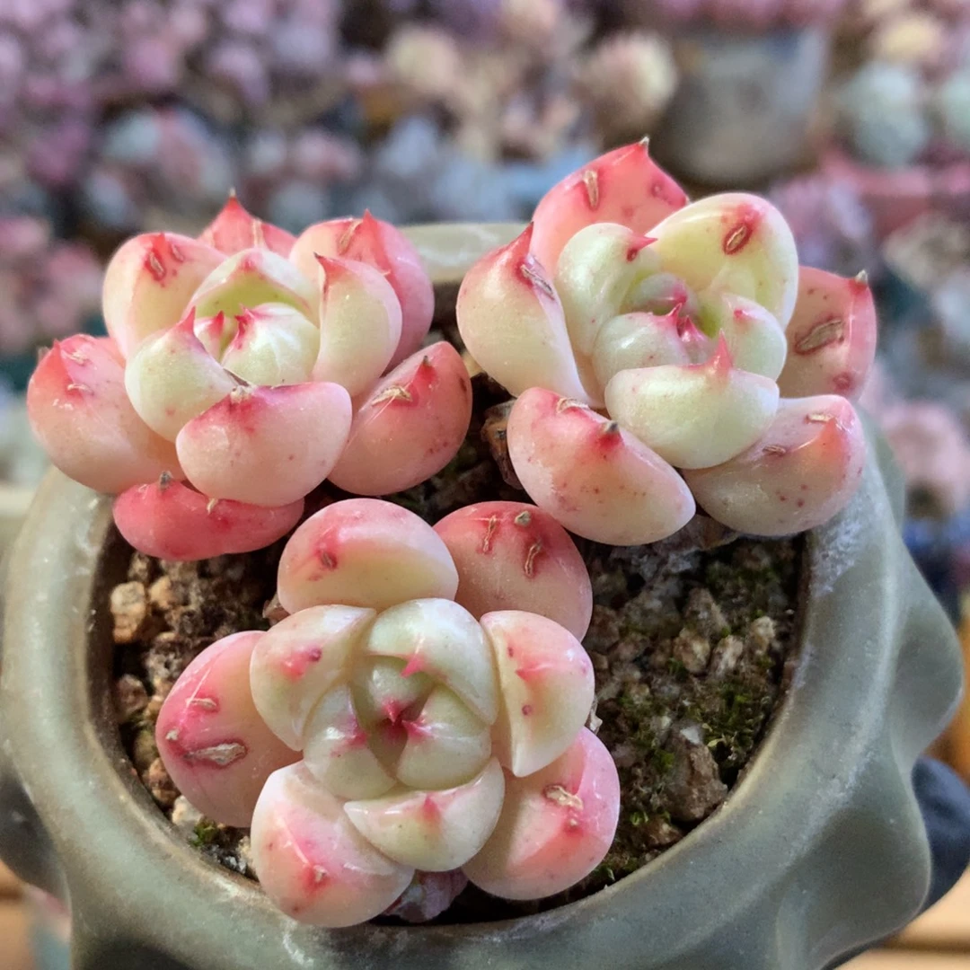 蓝眼睛一物一拍 004