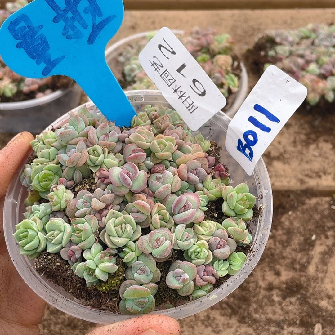 量拍多肉植物多肉植物612