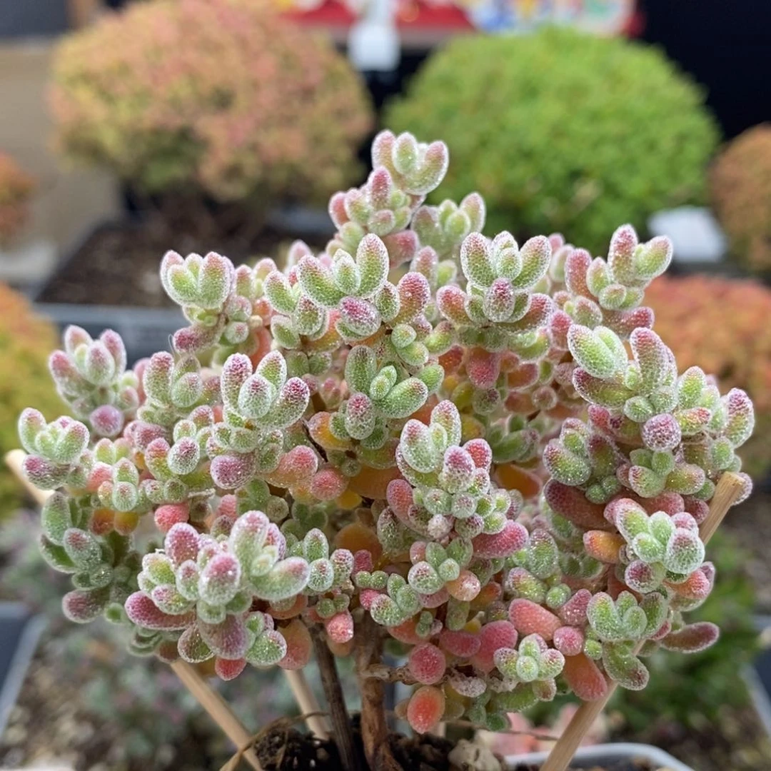 海*苏实生冰晶6071枝干番杏