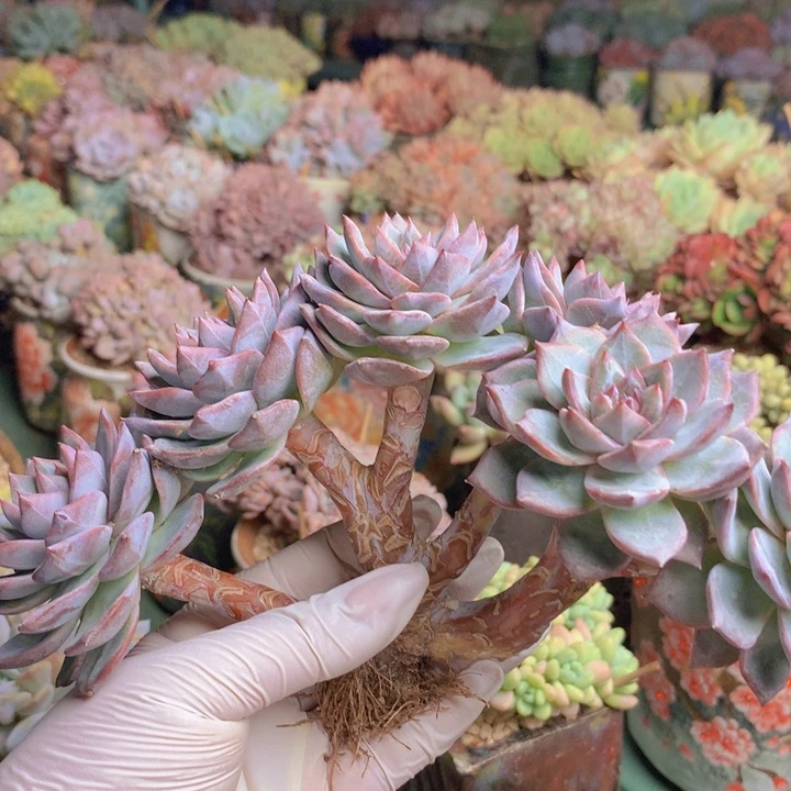 粉蓝鸟自然无砍群