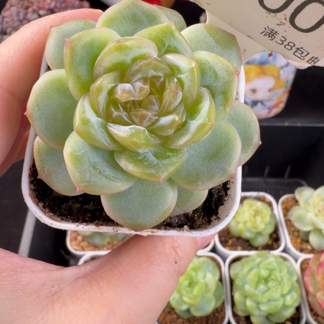 珍妮孤品优选100号