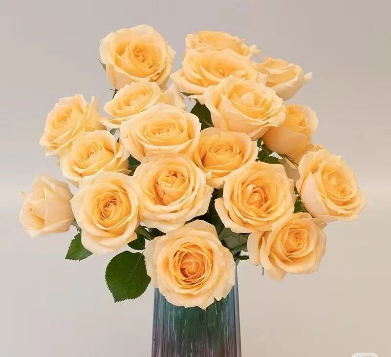 【顺丰包邮】香槟玫瑰  云南鲜花基地批发直播家用办公室插花