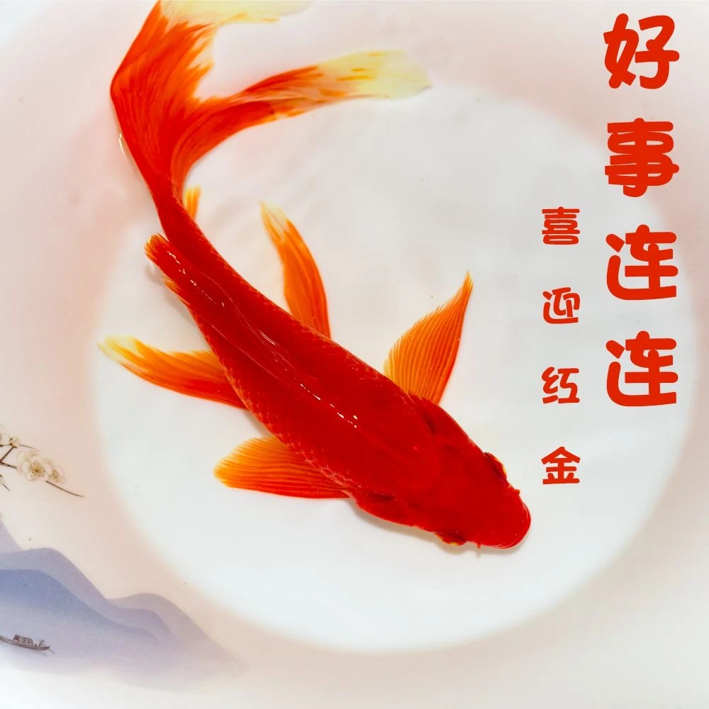 【冷链包邮】6-9厘米10条火焰红观赏鱼耐活金鱼活体冷水鱼新手鱼