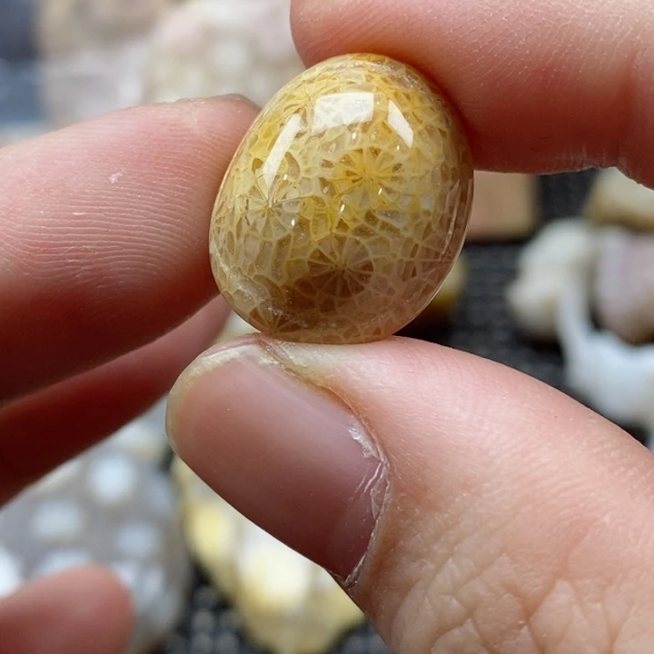 硅化珊瑚（珊瑚玉）颈饰未镶嵌