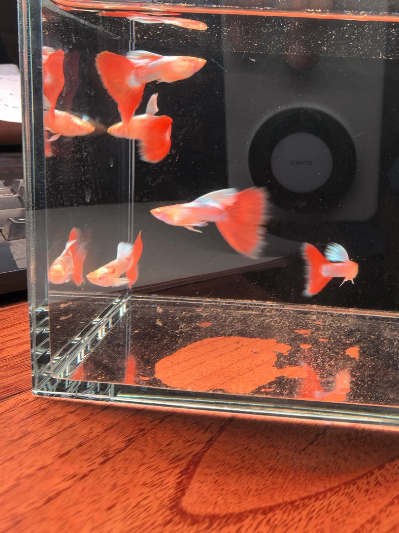 蓝白欧翼红体孔雀鱼好养耐活热带观赏淡水鱼